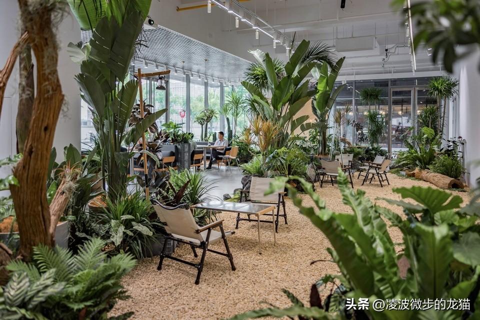 室内植物管理，打造绿色生活空间的艺术