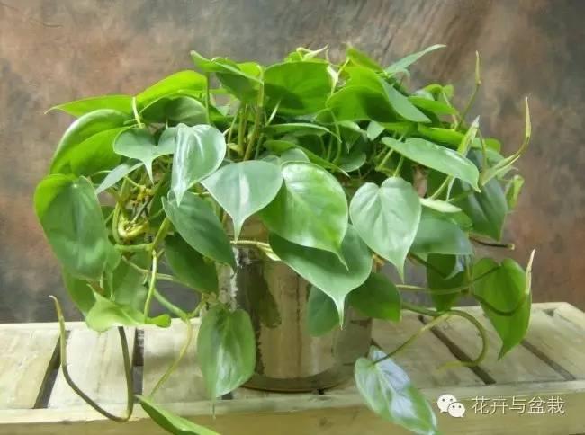 室内花卉租赁公司，美化生活的绿色使者