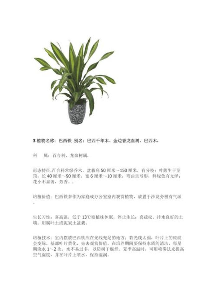 室内盆栽养护的艺术与技巧