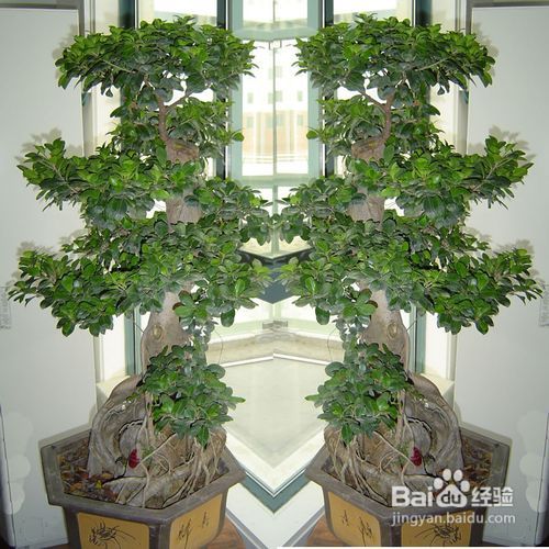 室内花卉租摆租赁，美化空间的绿色选择