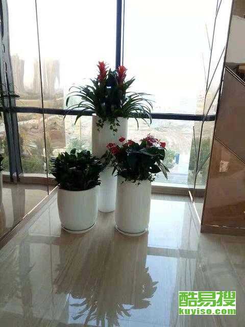 成都室内植物租摆，美化生活的新选择