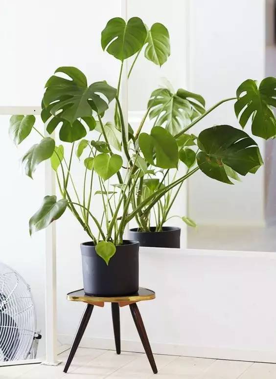 上海室内绿植租赁，美化生活，提升品质的新选择