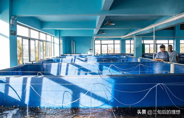 科学养殖鱼，探索现代渔业可持续发展的关键