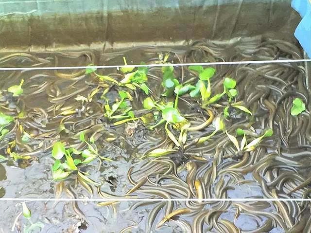 科学养殖黄鳝，技术与管理策略