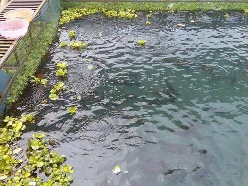 夏季草鱼大量死亡的原因分析及应对策略