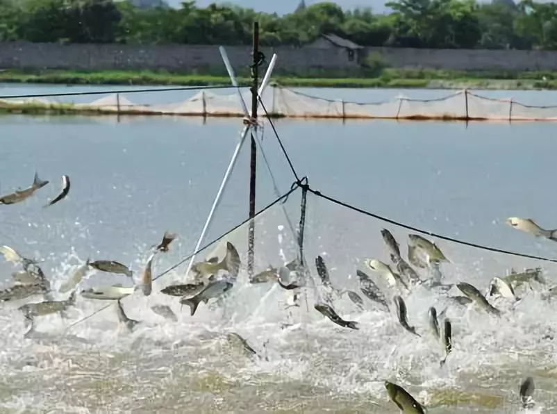 水产夏季高温杀虫的重要性及其应对策略