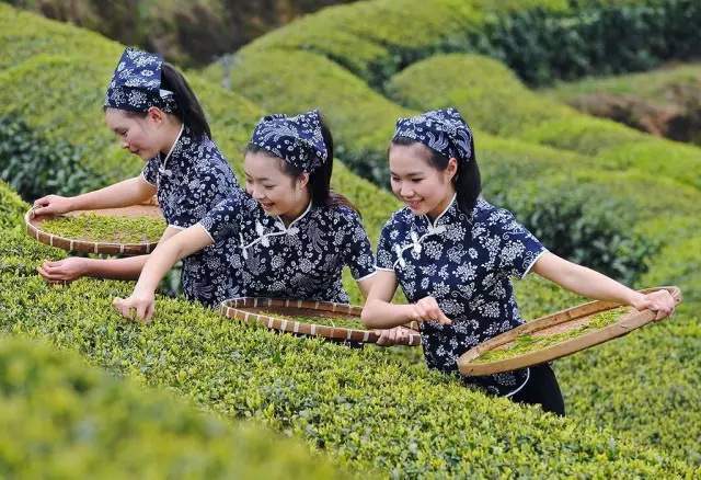 采茶手法，传统与现代的完美结合