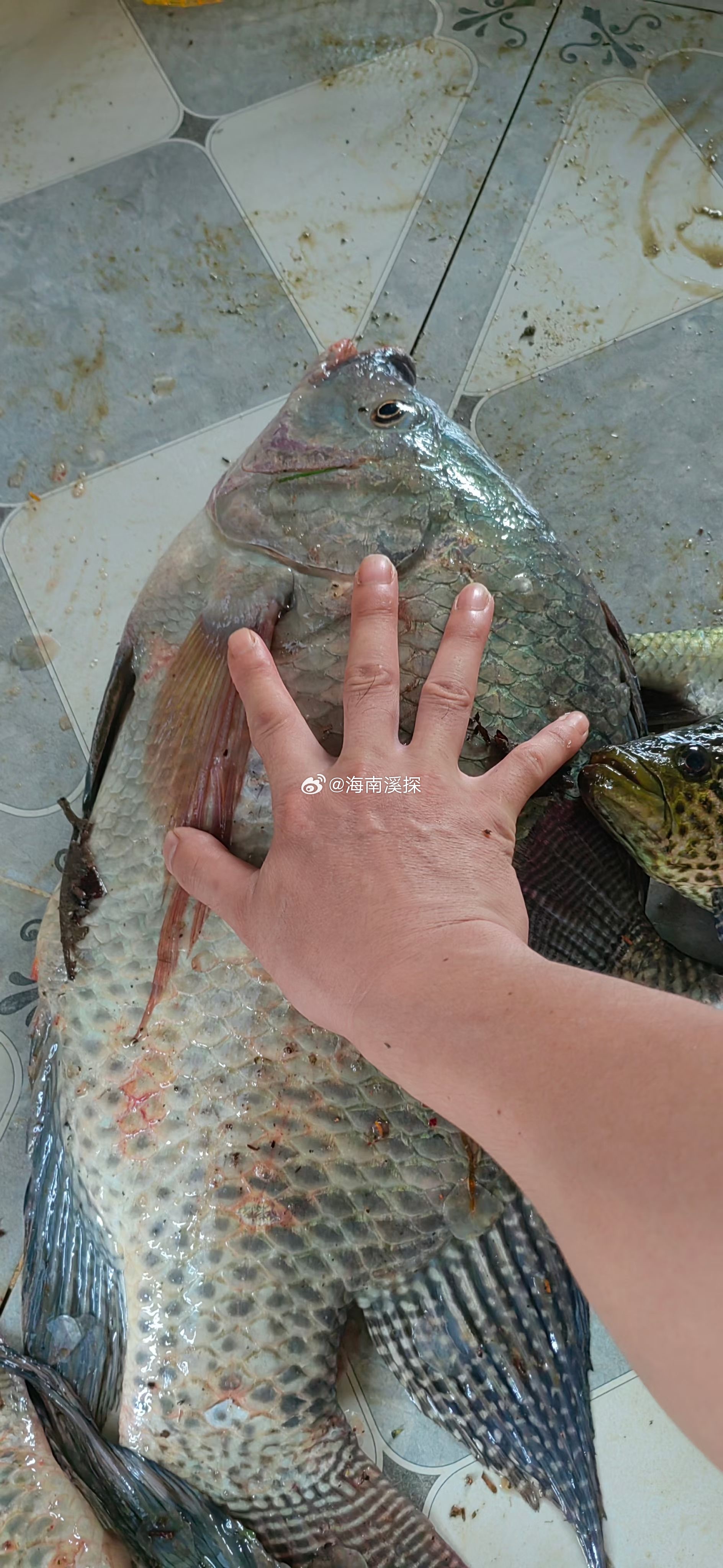 海南夏季罗非的魅力与独特之处