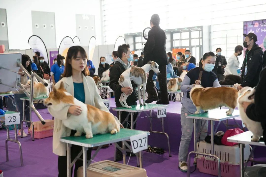 国际宠物用品展，探索宠物产业的全球视野与未来趋势