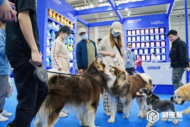 国际宠物展，探索宠物世界的盛宴