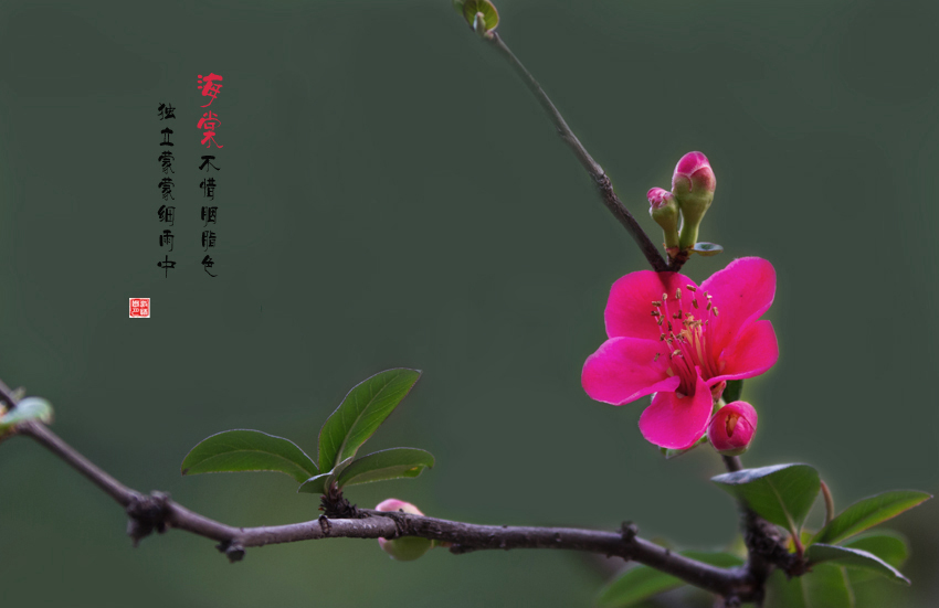 关于花的小诗