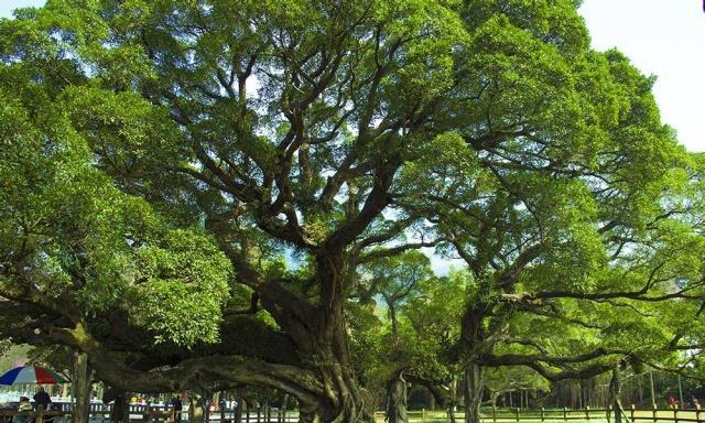榕树的冬季落叶现象，原因、特点与生态意义