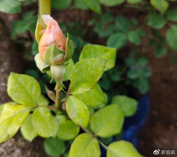 月季在冬天的落叶现象，原因、影响与应对措施