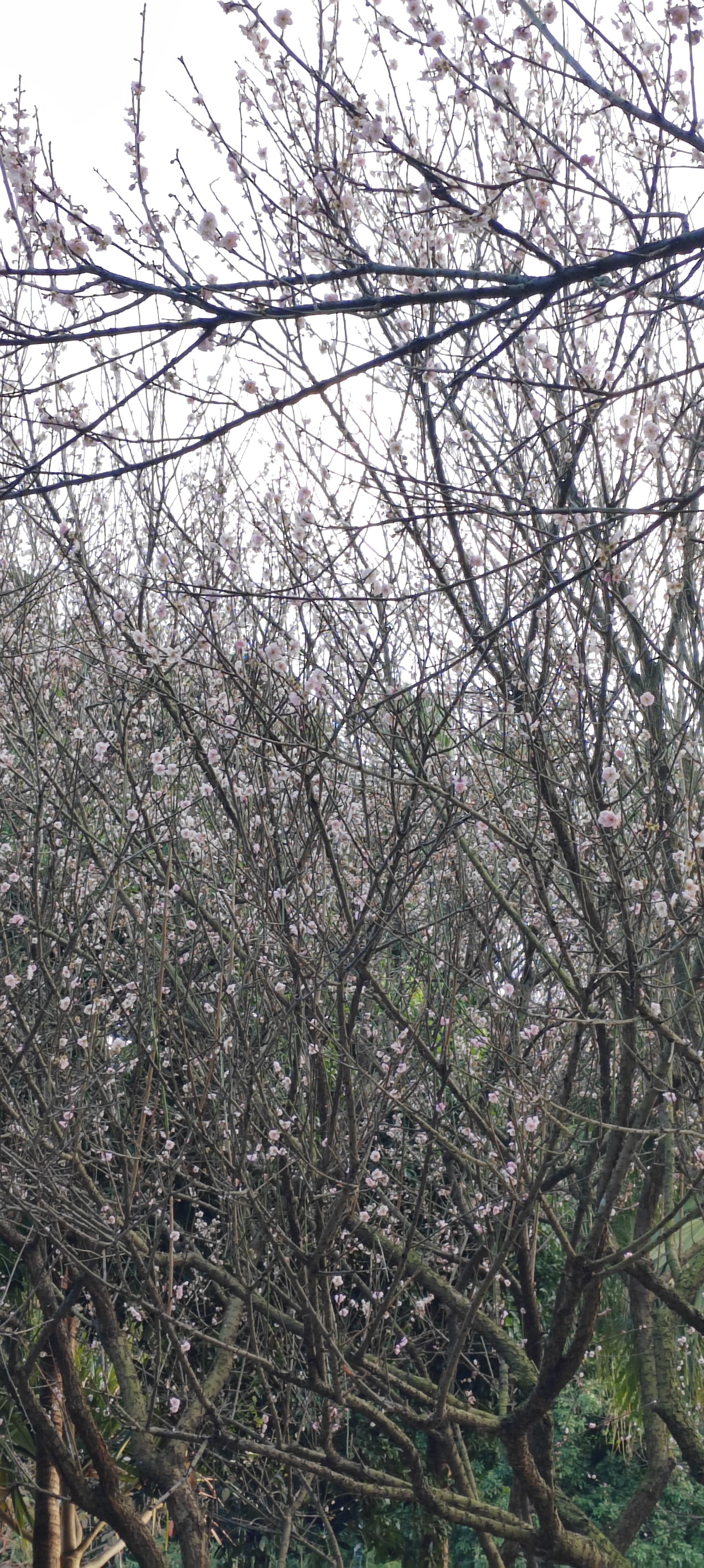 梅花几月落叶——探寻梅树的生命周期与季节性变化