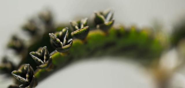边缘发黄的植物，生命的坚韧与启示