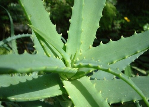 叶片边缘黑了，植物健康与养护的探讨