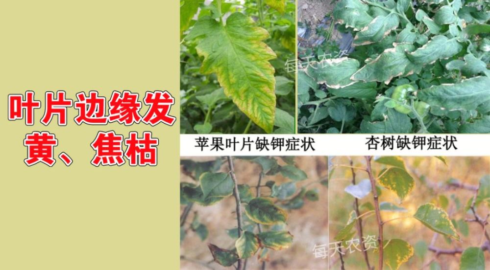 叶子的边缘变黄，自然的韵律与生命的启示