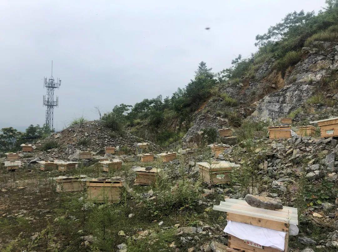 那个地方养蜂最佳，探索最佳养蜂地点的自然优势与条件