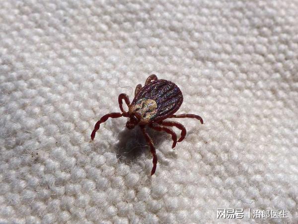 蜜蜂治螨虫的最佳时间