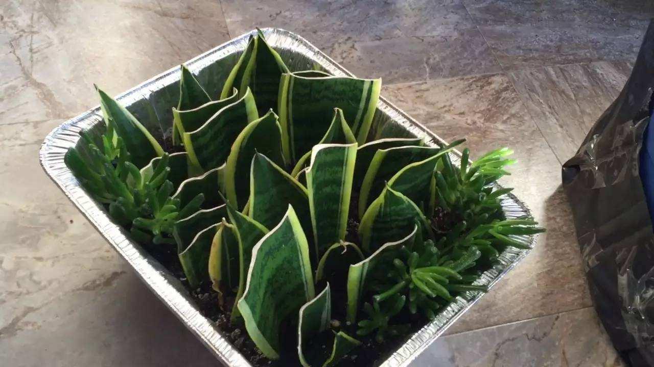 虎皮兰种植全攻略，从入门到精通