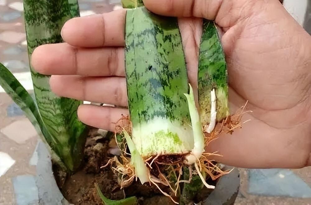 虎皮兰栽种的深度研究，探索最佳种植策略