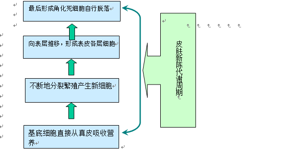 拜复乐的代谢过程详解，多久能够完全代谢完毕？