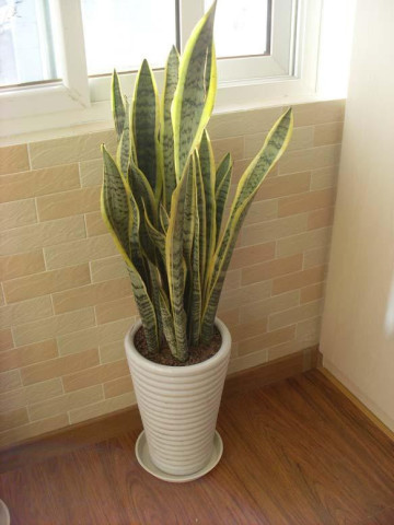水养虎皮兰，一种独特的植物养护方式