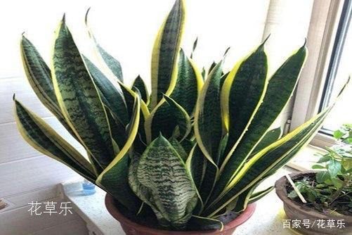 虎皮兰品种的魅力与特点