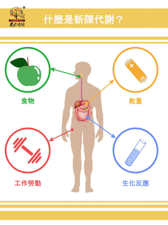 新陈代谢疾病，理解、预防与治疗