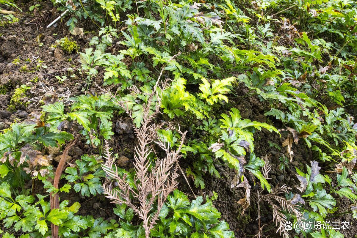 黄莲与土黄连，草药世界的微妙差异