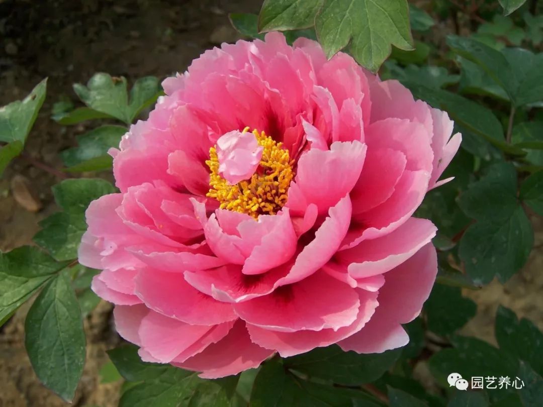 牡丹花肥，绽放的美丽与园艺艺术的完美结合