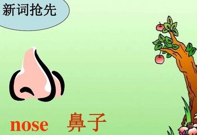 鼻子的拼音与奥秘