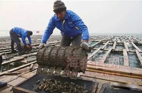 山东大棚养海参，一种创新养殖模式的探索与实践