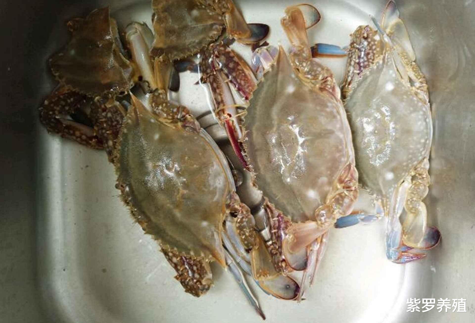 梭子蟹大棚越冬技术，一种高效养殖模式的探索与实践