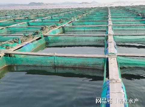 大棚养殖下的海参皮透明度优化研究