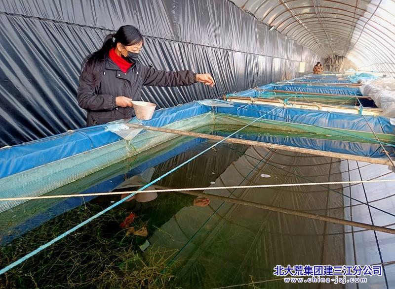 大棚小龙虾养殖供氧方案