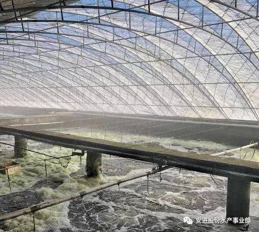 南美白大棚养殖技术，现代水产养殖的新篇章