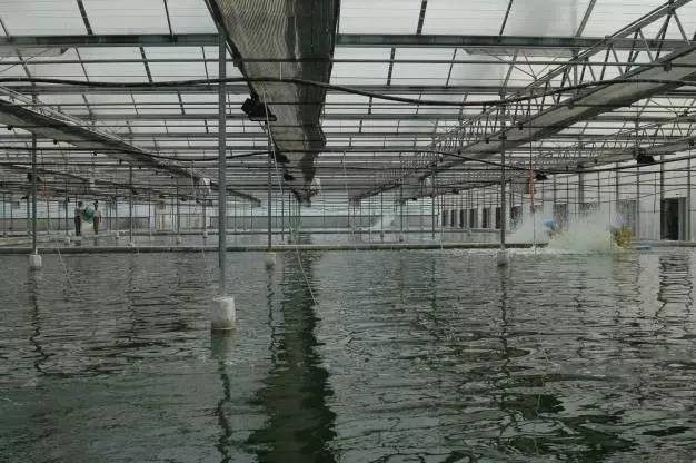 大棚养淡水养南美白对虾，一种高效养殖模式的探索与实践