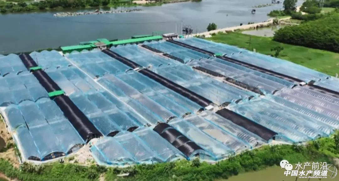漳埔虾池大棚，现代水产养殖的新篇章