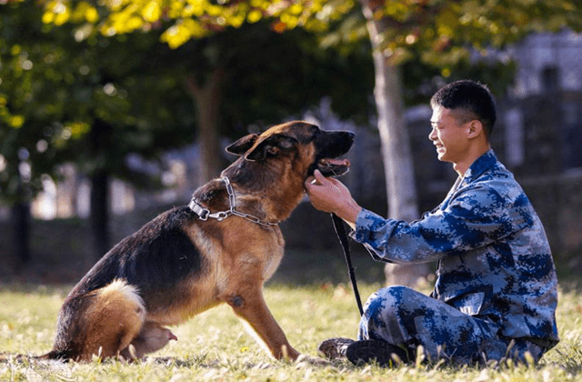 军犬的待遇，超越宠物的特殊关怀