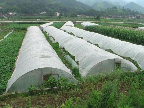 温室大棚里的鱼池，现代渔业的新探索