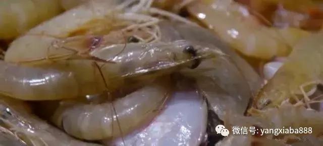 新疆大棚养虾，探索与实践
