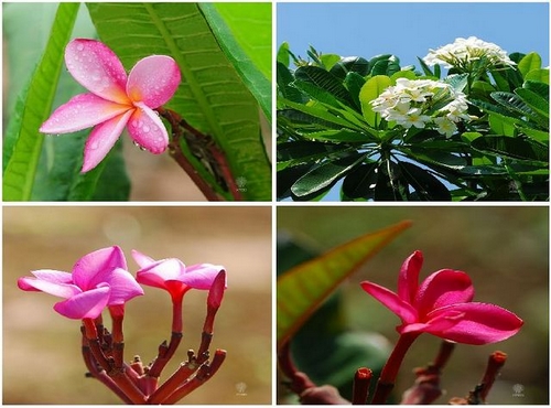 鸡蛋花树苗品种，探索其多样性与特点