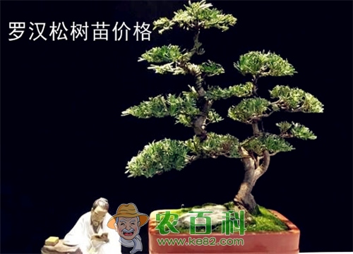 新品种罗汉松小苗价格及其市场趋势分析