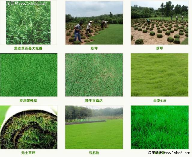 绿化草坪的品种及其特性