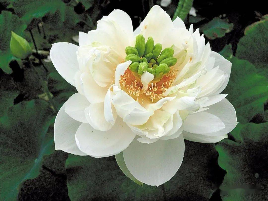 茶花新品种——金镶玉的探索与赏析