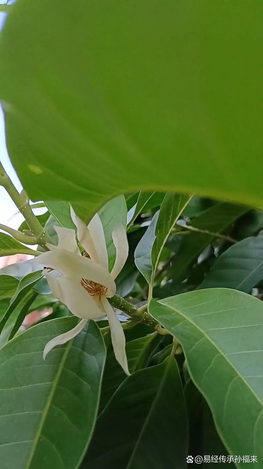 白兰花品种，探索其独特魅力与多样性