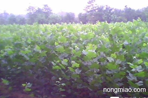 速生白腊苗木品种，解析其特点与应用前景
