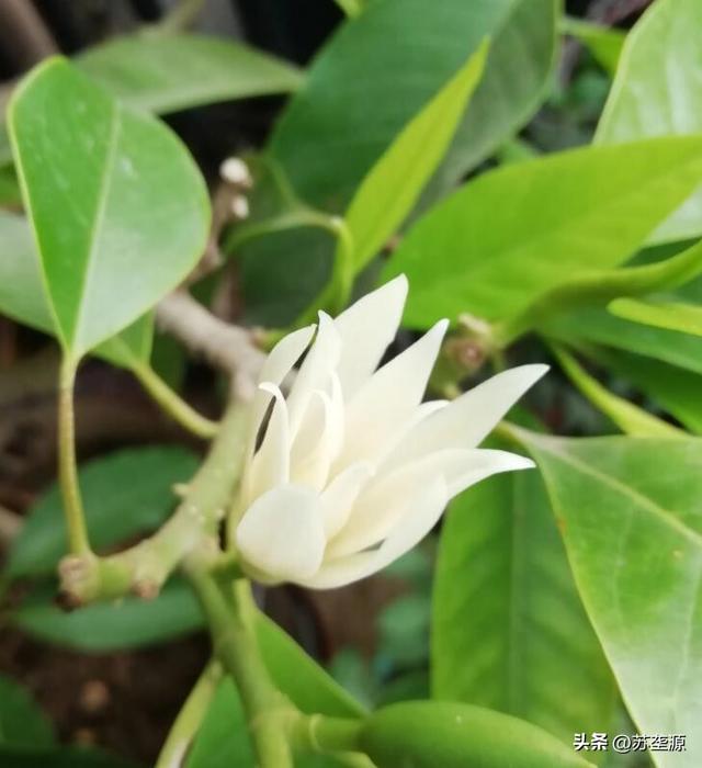 白兰花品种，探索其独特魅力与多样性