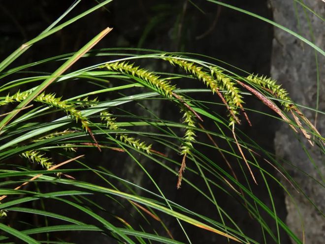 本特草品种，多样性与独特魅力